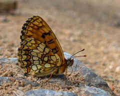 Heath Fritillary