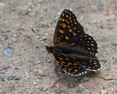 False Heath Fritillary