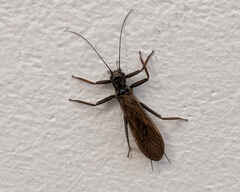 Perla marginata