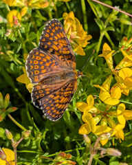 Glanville Fritillary