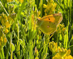 Clouded Yellow