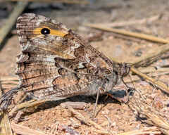 Grayling
