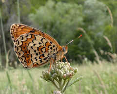 Freyer's Fritillary