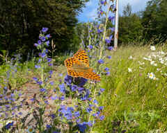 Queen of Spain Fritillary