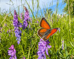 Balkan Copper