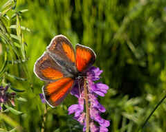 Balkan Copper