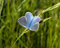 Common blue