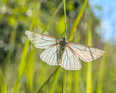Black-veined Moth