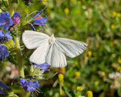 Black-veined Moth