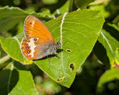 Pearly Heath