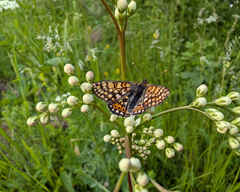 Marsh Fritillary