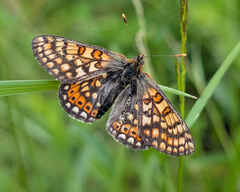 Marsh Fritillary