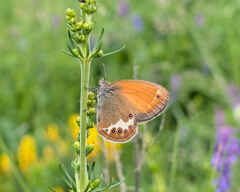 Pearly Heath
