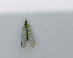 Chrysopa perla on van