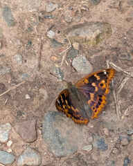 Lesser Purple Emperor