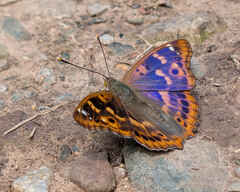 Lesser Purple Emperor