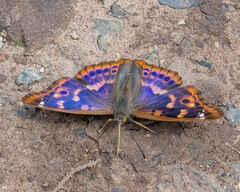 Lesser Purple Emperor