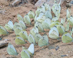 Green-veined White