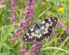 Marbled White