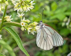 Black-veined White